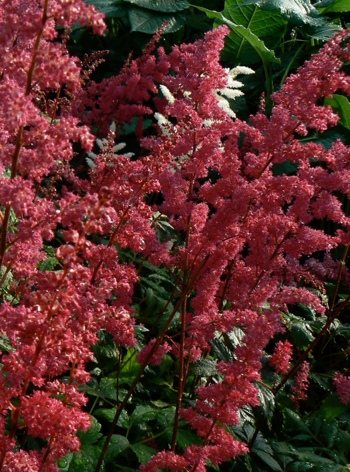 'Fanal' False Spirea - Astilbe x arendsii from Winding Creek Nursery