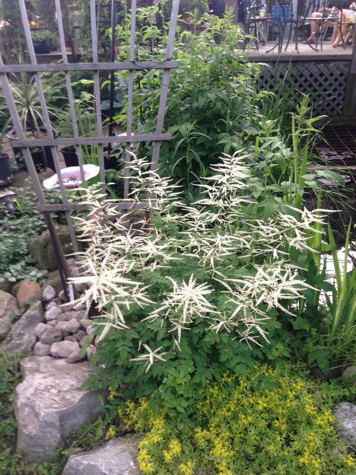 'Misty Lace' Dwarf Goat's Beard - Aruncus from Winding Creek Nursery