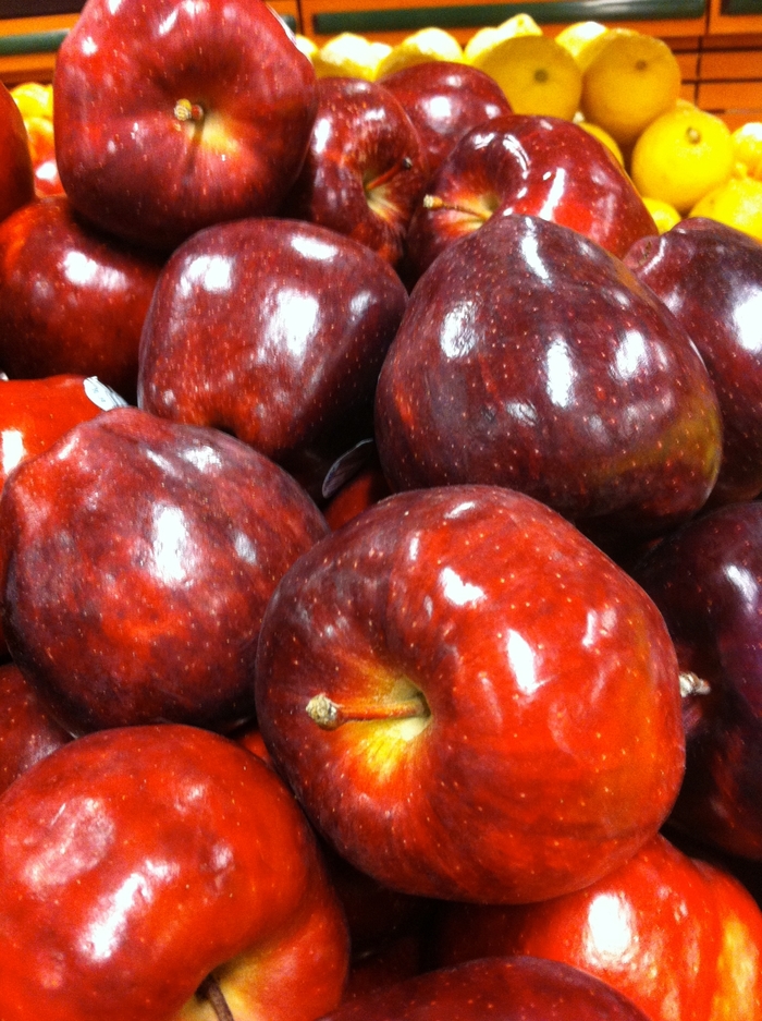 'Red Delicious' Apple - Malus domestica from Winding Creek Nursery