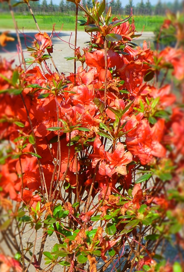 'Stewartstonian' Azalea - Rhododendron Gable hybrid from Winding Creek Nursery