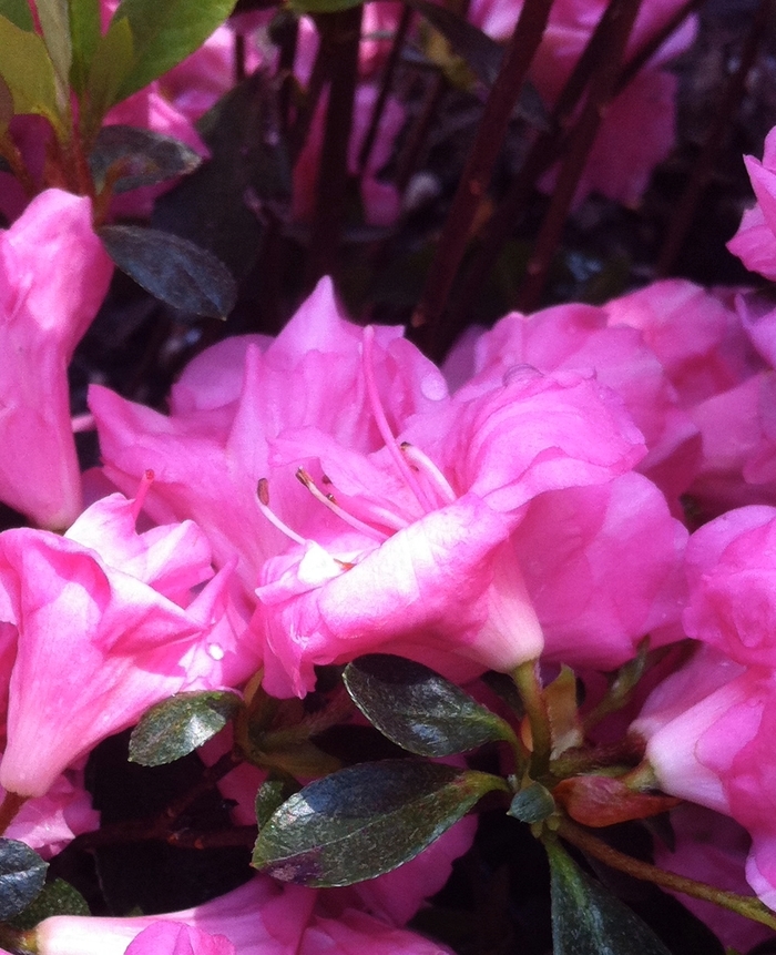 'Rosebud' Azalea - Rhododendron Gable hybrid from Winding Creek Nursery