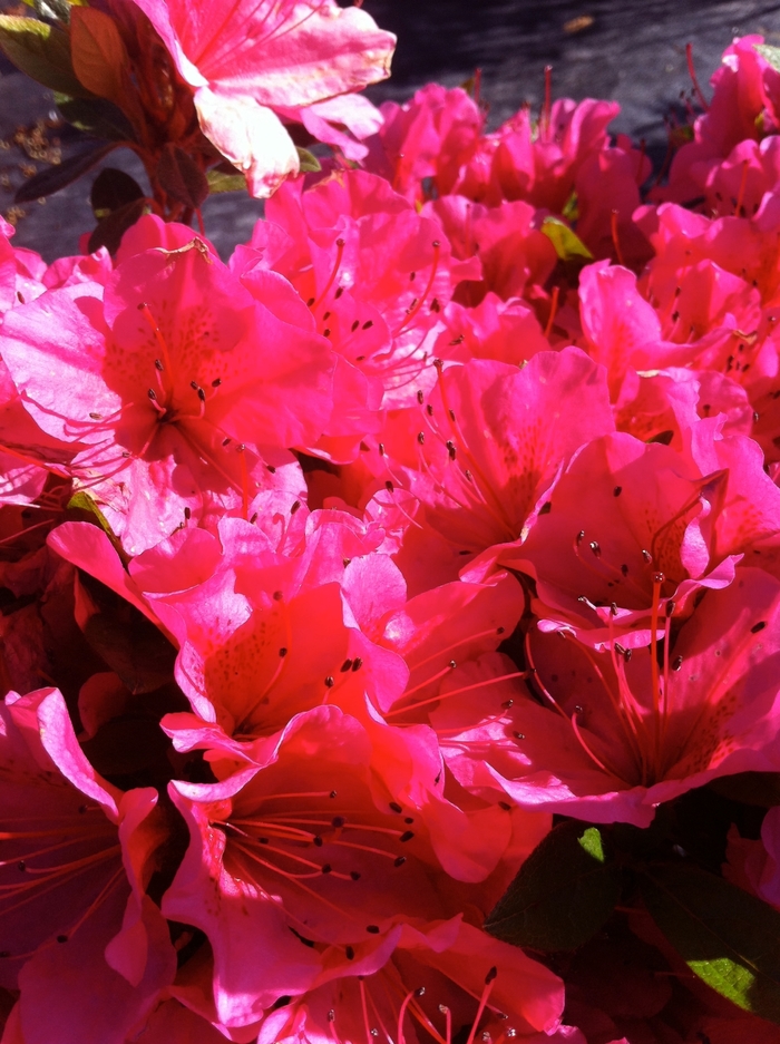 'Girard's Renee Michelle' Azalea - Rhododendron Girard hybrid from Winding Creek Nursery