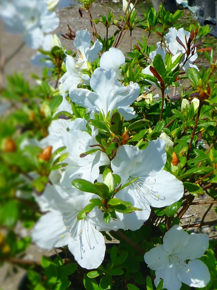 'Girard's Pleasant White' Azalea - Rhododendron Girard hybrid from Winding Creek Nursery