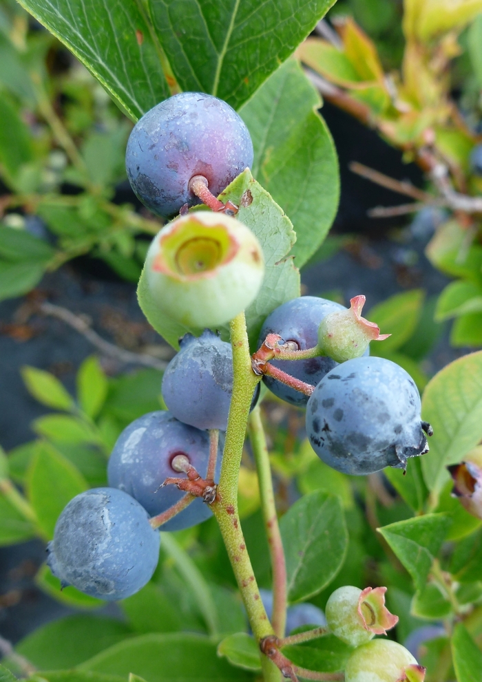 'Polaris' Blueberry - Vaccinium from Winding Creek Nursery