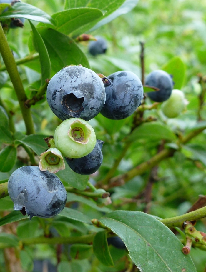 'Northcountry' Blueberry - Vaccinium from Winding Creek Nursery