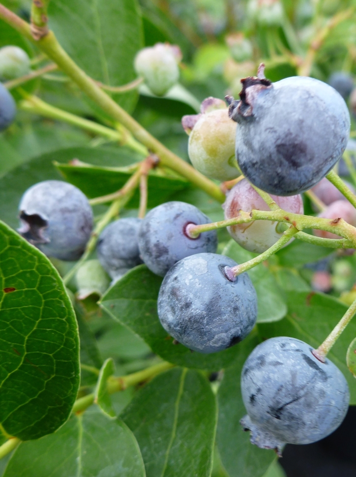 'Bluejay' Blueberry - Vaccinium corymbosum from Winding Creek Nursery