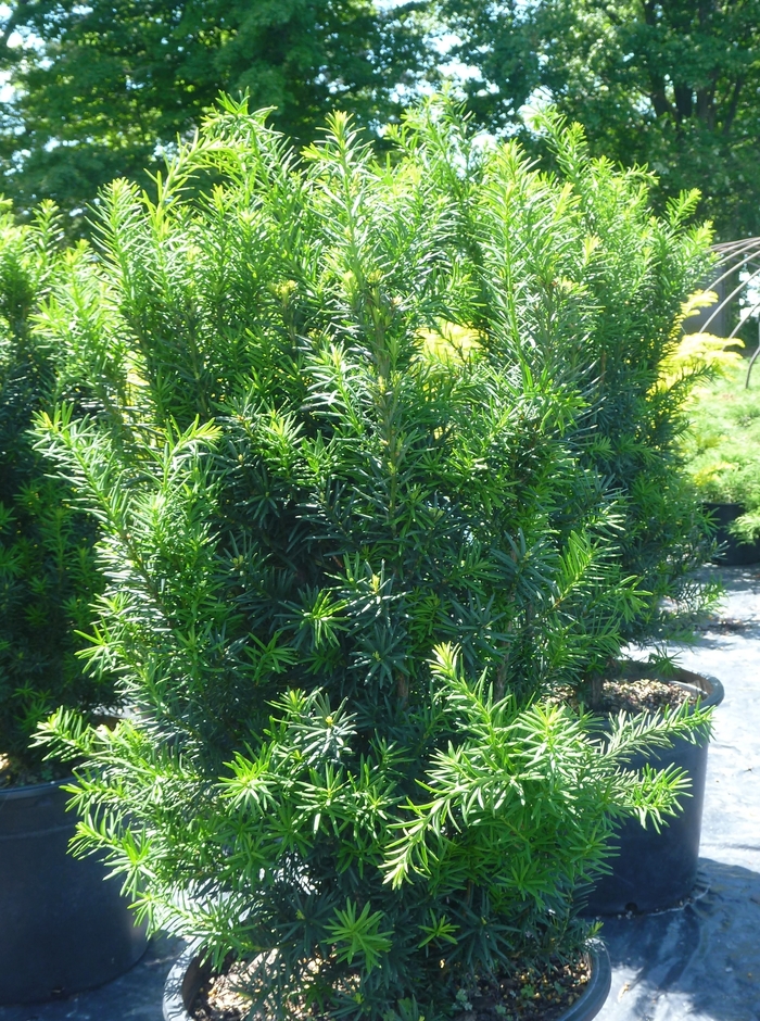 'Hicksii' Yew - Taxus x media from Winding Creek Nursery