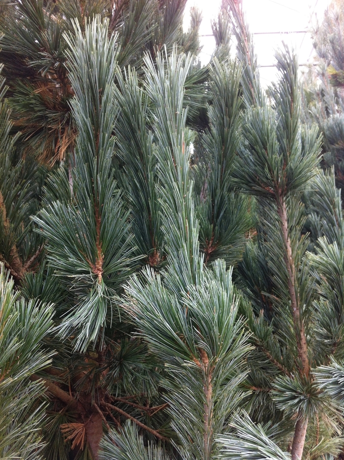 'Vanderwolf's Pyramid' Limber Pine - Pinus flexilis from Winding Creek Nursery