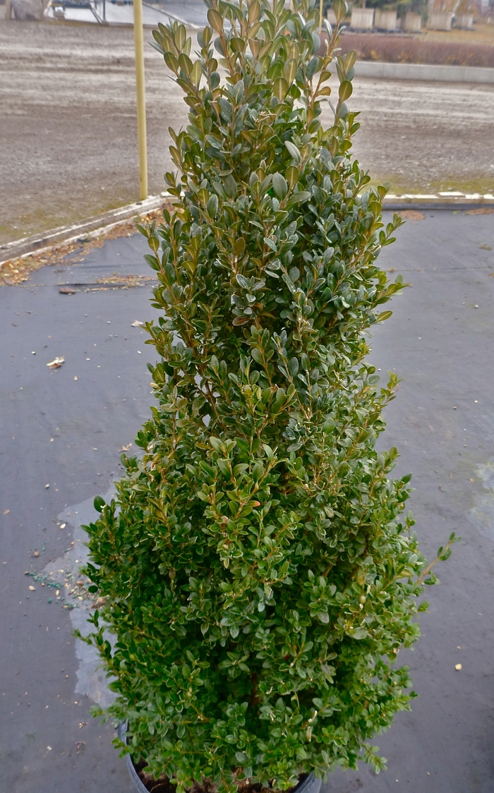 'Green Mountain' Boxwood - Buxus from Winding Creek Nursery