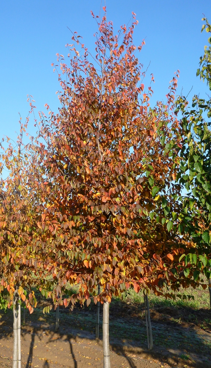 American Hornbeam - Carpinus caroliniana from Winding Creek Nursery