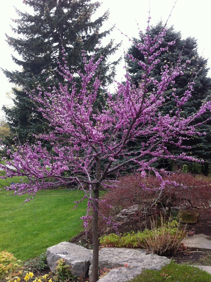 Eastern Redbud - Cercis canadensis from Winding Creek Nursery