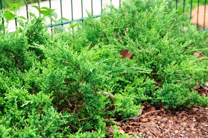 'Sargentii' Sargent's Juniper - Juniperus chinensis from Winding Creek Nursery