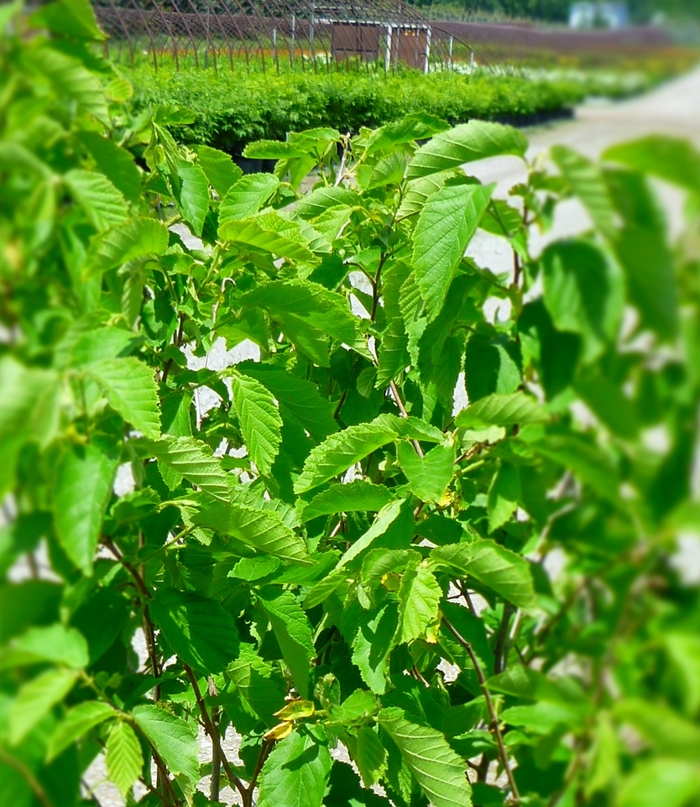 American Hazelnut - Corylus americana from Winding Creek Nursery