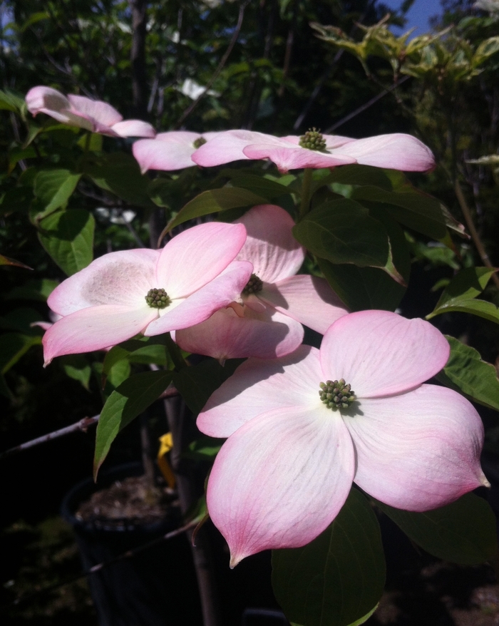 'Stellar Pink®' Dogwood - Cornus from Winding Creek Nursery