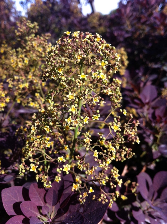 'Royal Purple' Smokebush - Cotinus coggygria from Winding Creek Nursery