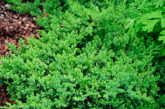 'Nana' Japanese Garden Juniper - Juniperus procumbens from Winding Creek Nursery