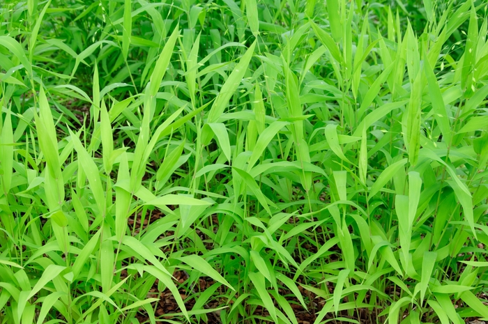 Northern Sea Oats - Chasmanthium latifolium from Winding Creek Nursery