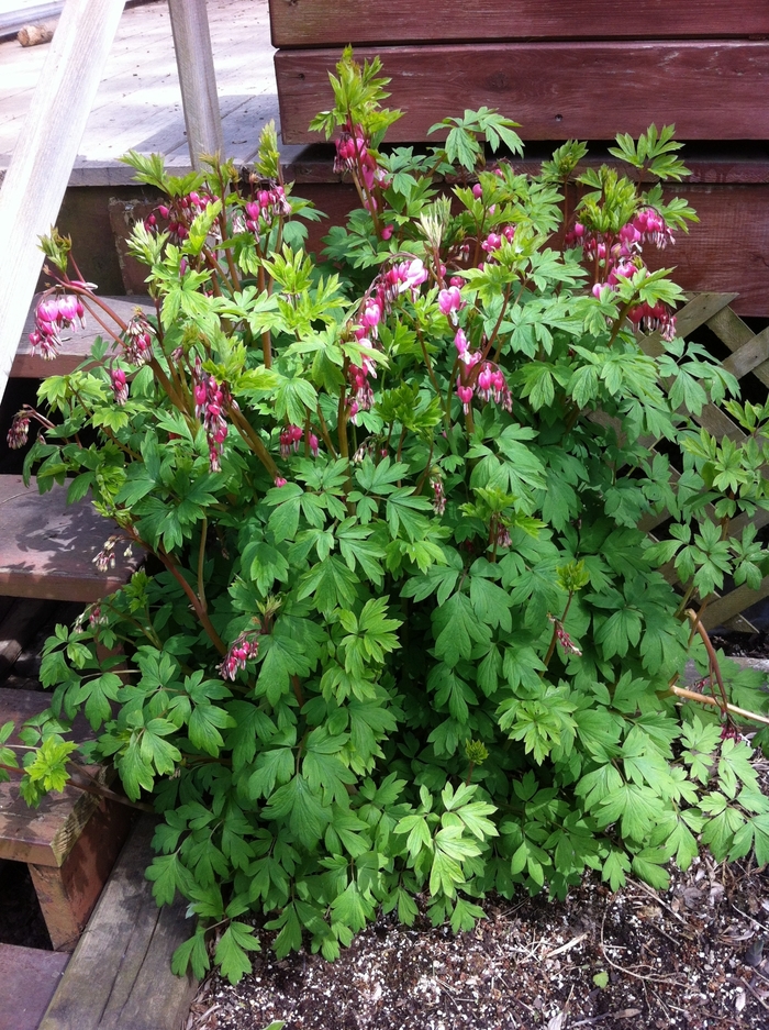 Bleeding Heart - Dicentra spectabilis from Winding Creek Nursery