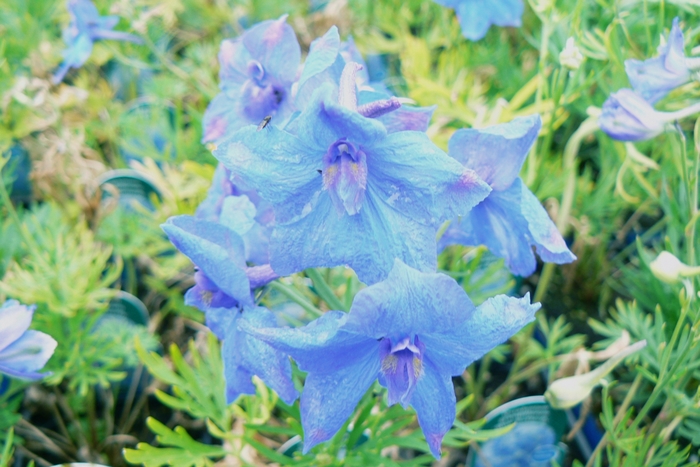 'Blue Butterfly' Chinese Larkspur - Delphinium grandiflorum from Winding Creek Nursery