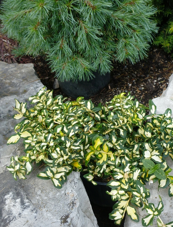 'Moonshadow' Wintercreeper - Euonymus fortunei from Winding Creek Nursery