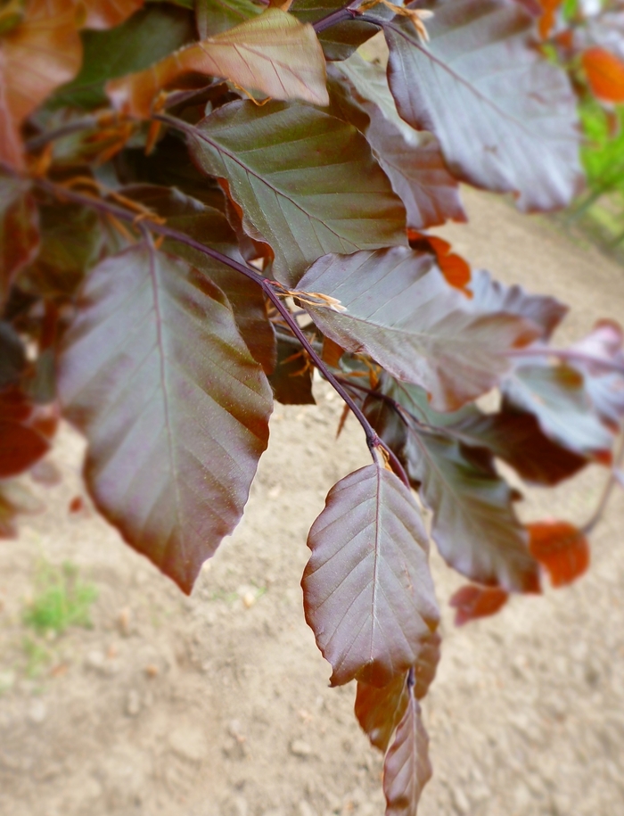 'Dawyck Purple' Dawyk Purple Beech - Fagus sylvatica from Winding Creek Nursery