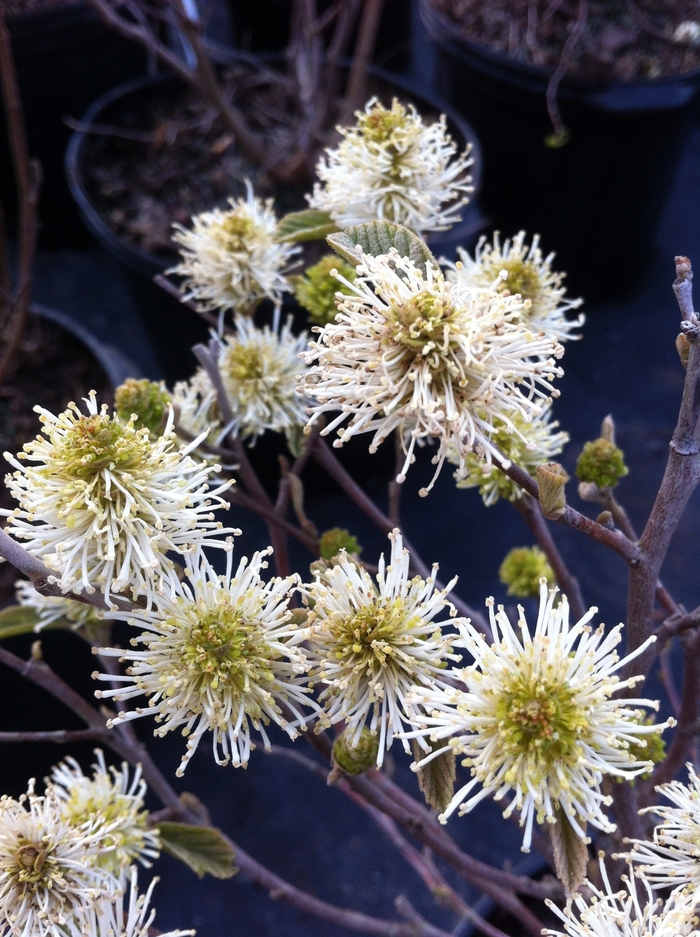 Dwarf Fothergilla - Fothergilla gardenii from Winding Creek Nursery