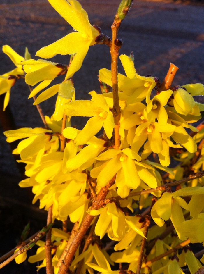 'Northern Gold' - Forsythia ovata from Winding Creek Nursery