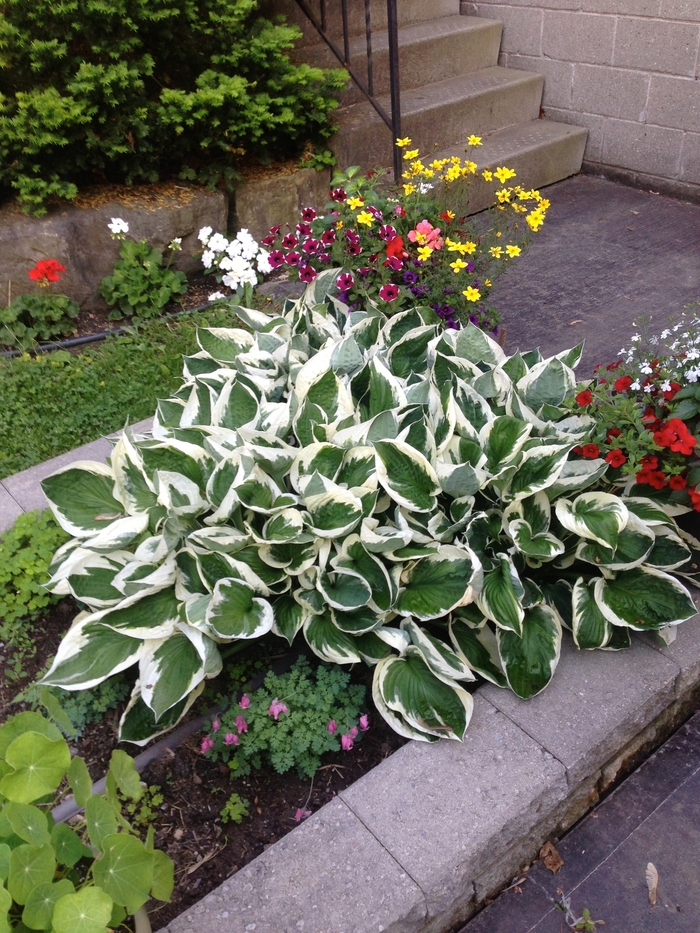 'Patriot' Hosta, Plantain Lily - Hosta from Winding Creek Nursery