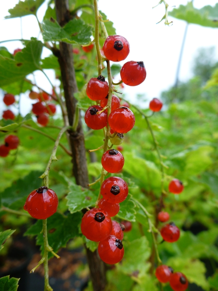 'Red Lake' Currant - Ribes rubrum from Winding Creek Nursery