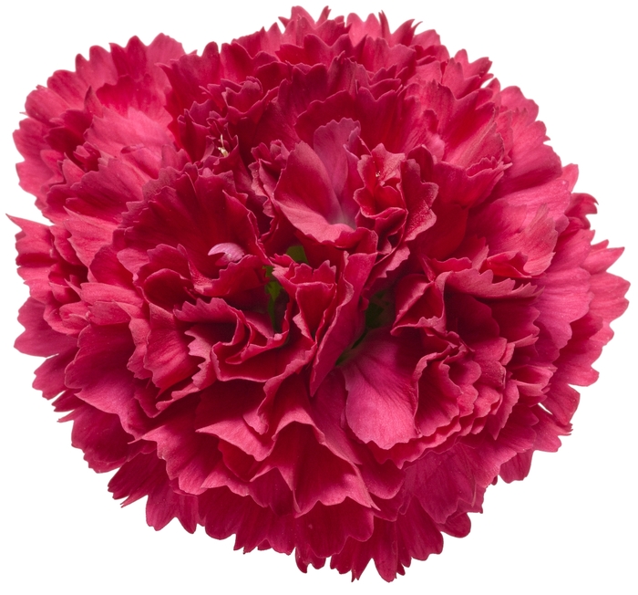 Fruit Punch® 'Cranberry Cocktail' - Dianthus (Pinks) from Winding Creek Nursery