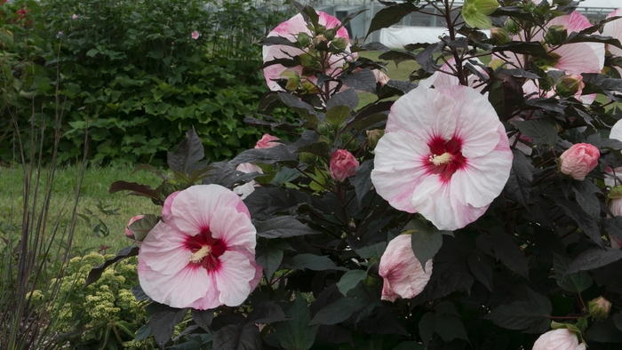 Summerific® 'Perfect Storm' - Hibiscus (Rose Mallow) from Winding Creek Nursery