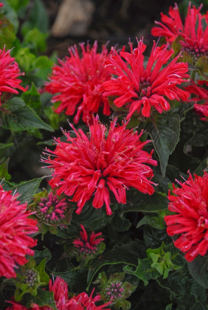 'Pardon My Cerise' Bee Balm - Monarda didyma from Winding Creek Nursery