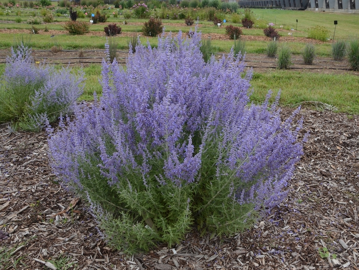 'Denim 'n Lace' Russian Sage - Perovskia atriplicifolia from Winding Creek Nursery