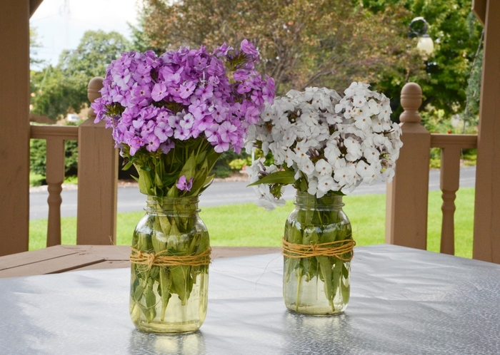 'Opening Act White' - Phlox from Winding Creek Nursery