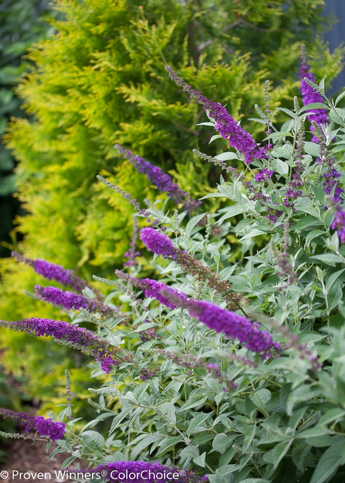 'Miss Violet' Butterfly Bush - Buddleia from Winding Creek Nursery