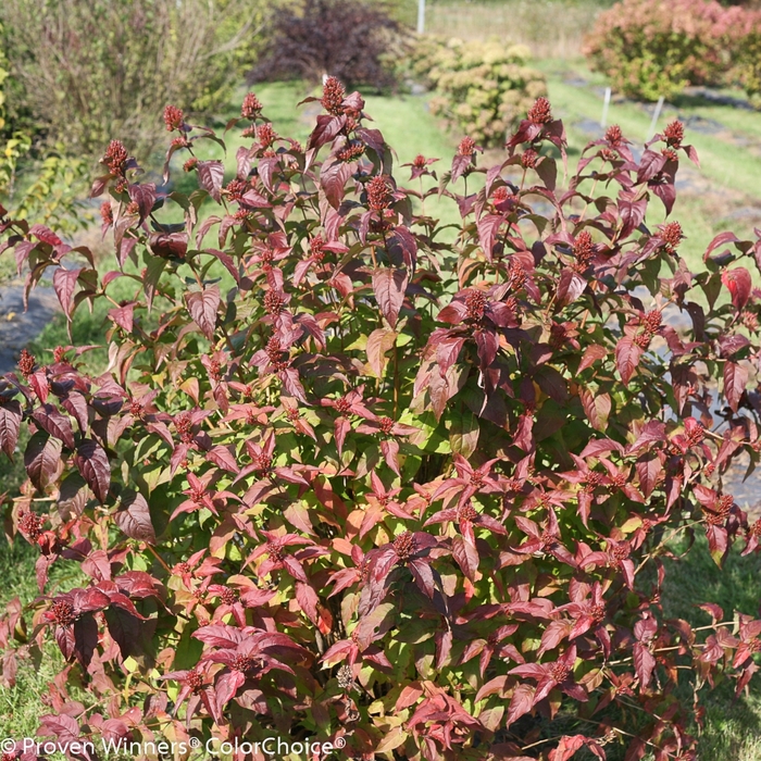 Kodiak® 'Black' - Diervilla rivularis (Bush Honeysuckle) from Winding Creek Nursery