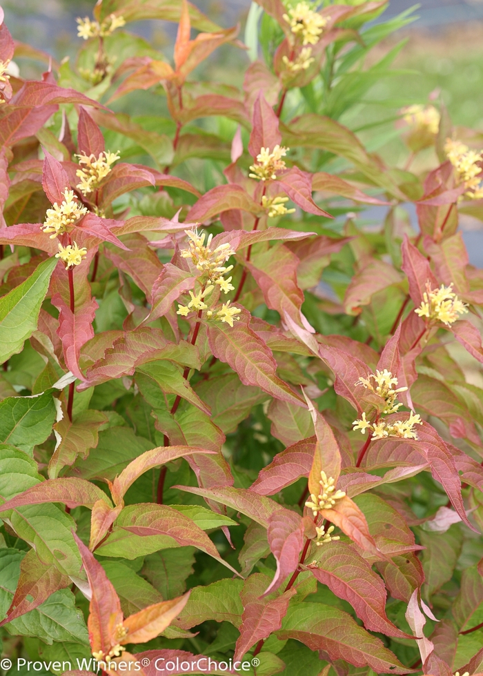 Kodiak® 'Orange' - Diervilla (Bush Honeysuckle) from Winding Creek Nursery