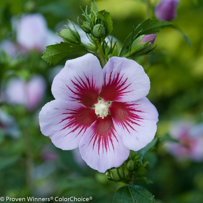 'Orchid Satin®' Rose of Sharon - Hibiscus syriacus from Winding Creek Nursery