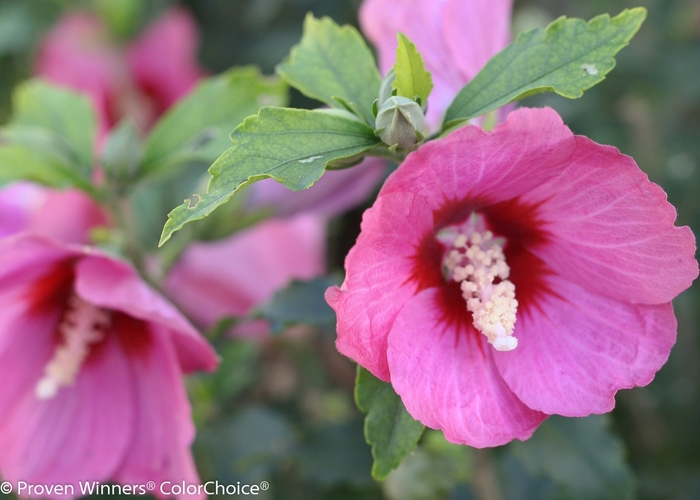 'Lil' Kim® Red' Rose of Sharon - Hibiscus syriacus from Winding Creek Nursery