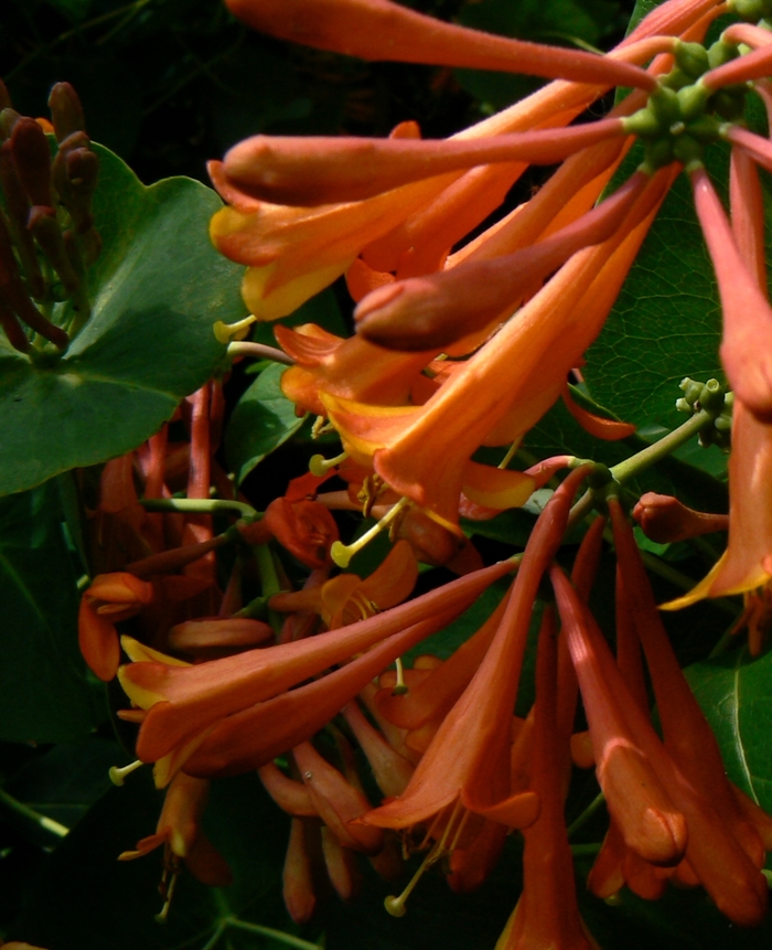 'Dropmore Scarlet' Trumpet Honeysuckle - Lonicera x brownii from Winding Creek Nursery