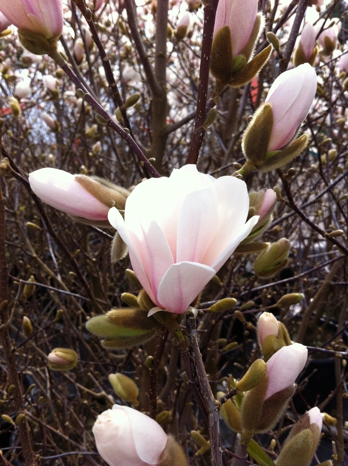 'Merrill' - Magnolia x loebneri from Winding Creek Nursery