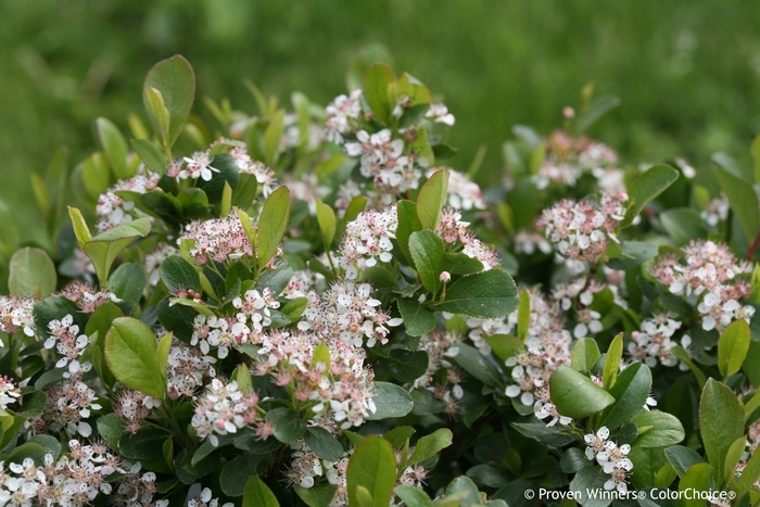 'Low Scape Mound®' Chokeberry - Aronia melanocarpa from Winding Creek Nursery