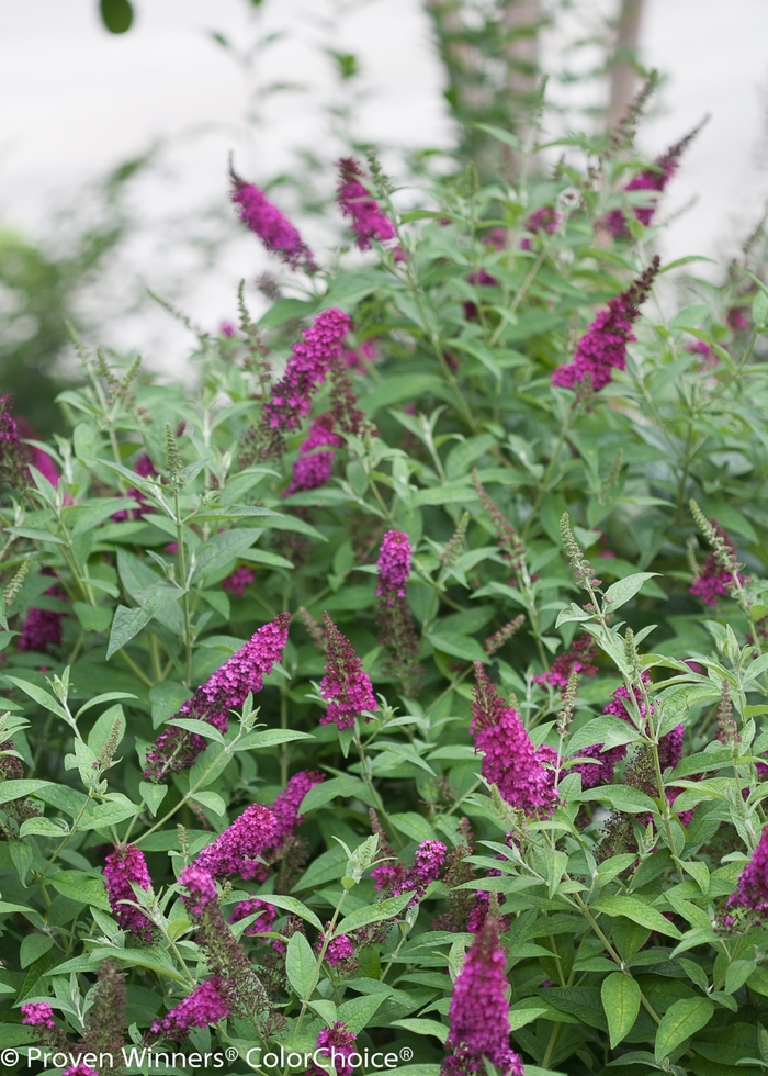 'Miss Molly' Butterfly Bush - Buddleia from Winding Creek Nursery