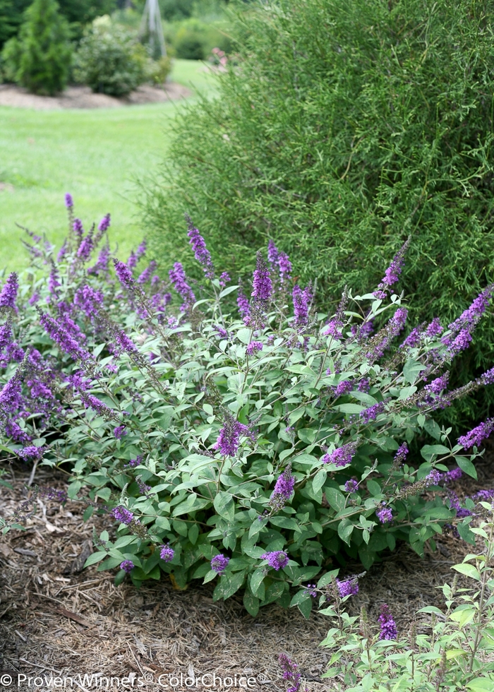 Lo & Behold® 'Blue Chip Jr.' - Buddleia (Butterfly Bush) from Winding Creek Nursery