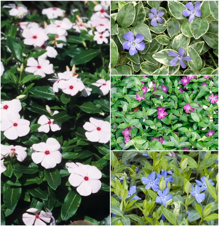 Assorted Vinca Vine, Myrtle - Vinca from Winding Creek Nursery