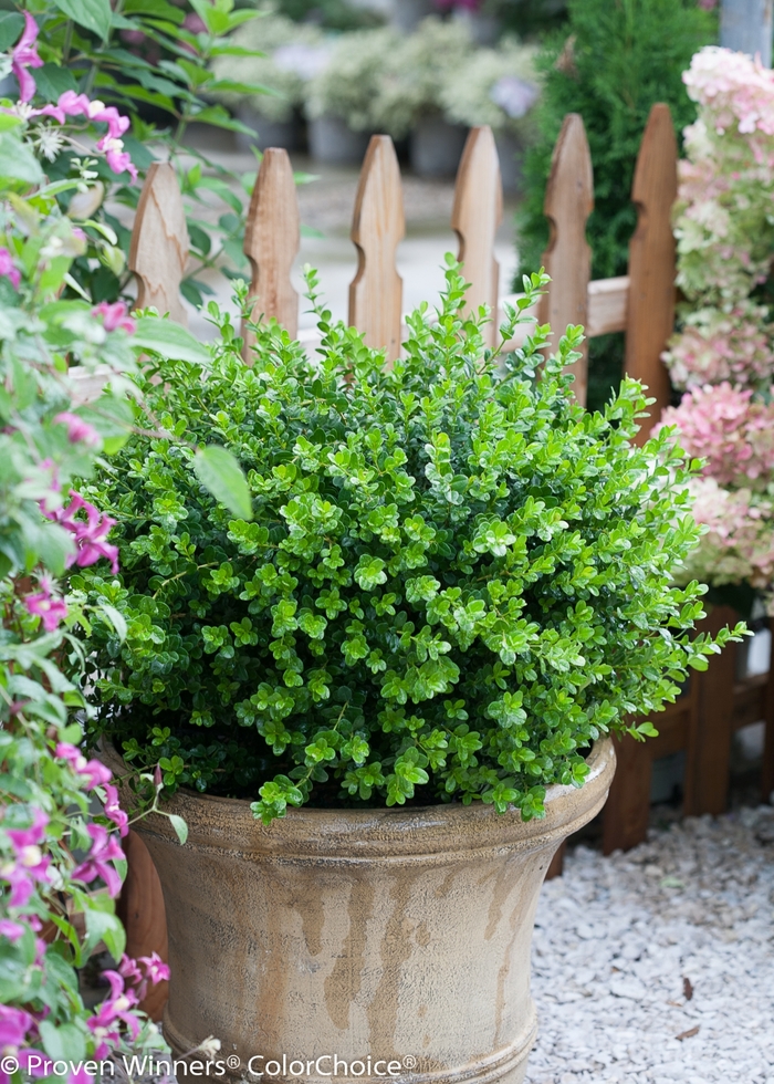 'Sprinter®' Boxwood - Buxus microphylla from Winding Creek Nursery