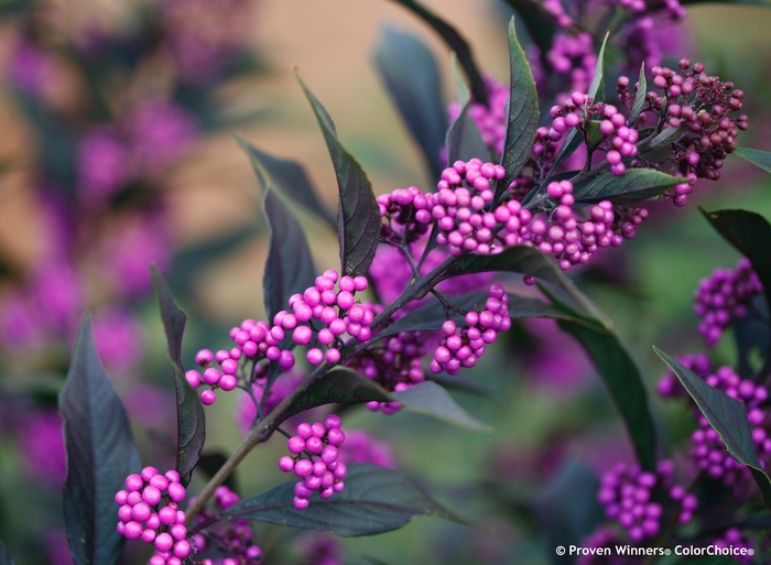 'Pearl Glam®' Beautyberry - Callicarpa from Winding Creek Nursery