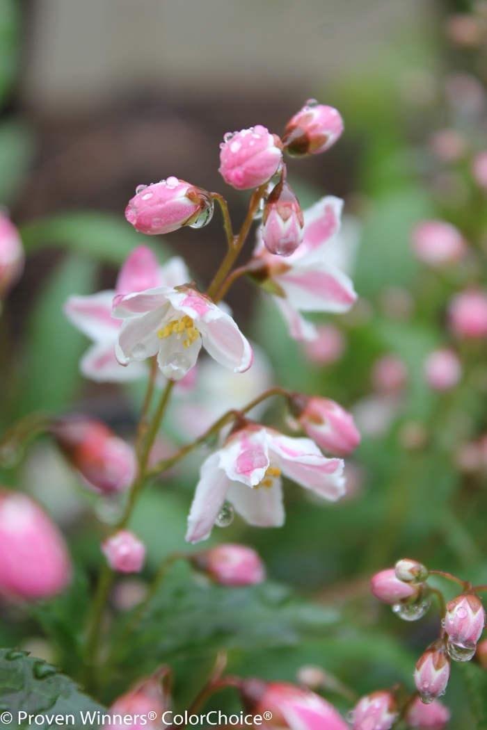 Yuki Cherry Blossom® - Deutzia from Winding Creek Nursery