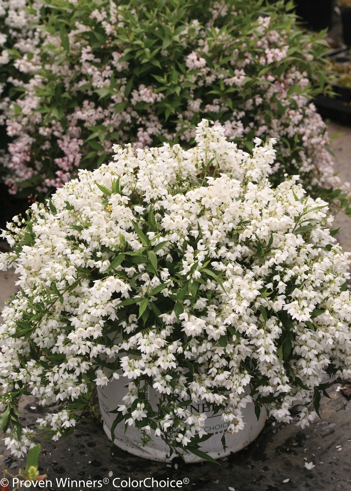 Yuki Snowflake® - Deutzia from Winding Creek Nursery