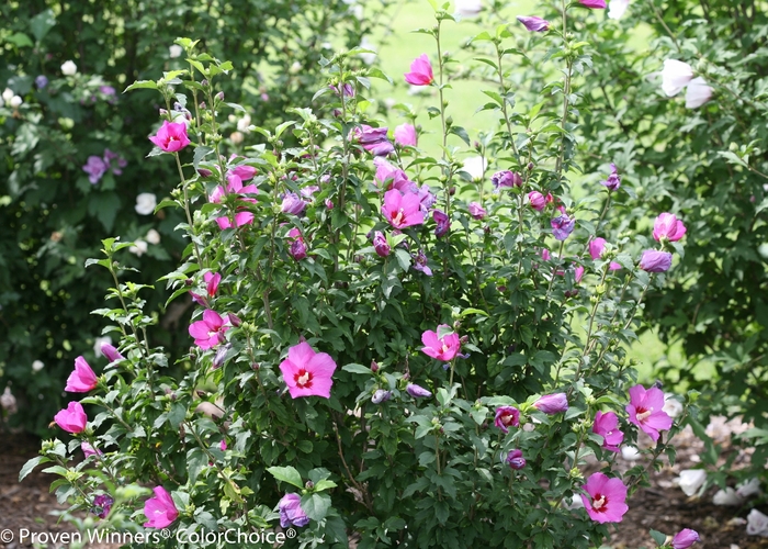 'Lil' Kim® Violet' Rose of Sharon - HIbiscus syriacus from Winding Creek Nursery